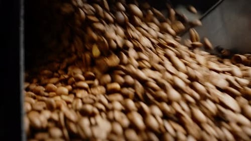 Coffee Beans are Being Promoted on an Industrial Conveyor