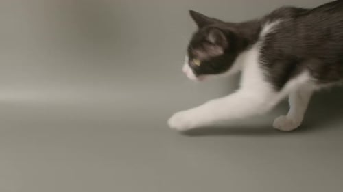 Weitwinkelaufnahme eines Kätzchens in Zeitlupe, das zur linken Kamera läuft, nach oben greift und hüpft.