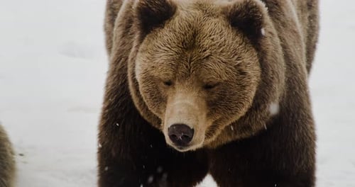 Brown Bear - Grizzly Bear Looking Around During Snowfall At Winter In Norway. - close up