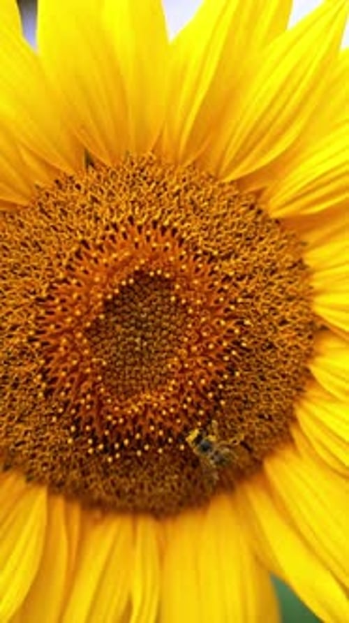 Honeybee on Sunflower in Sunny Rural Garden