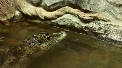 close up of crocodile head above the water surface. A dangerous reptile peeps out of the water.