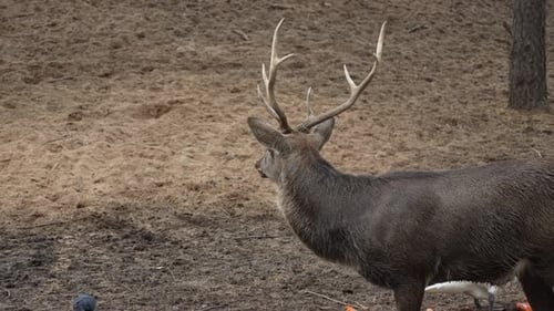 Noble Deer with Antlers in Natural Setting