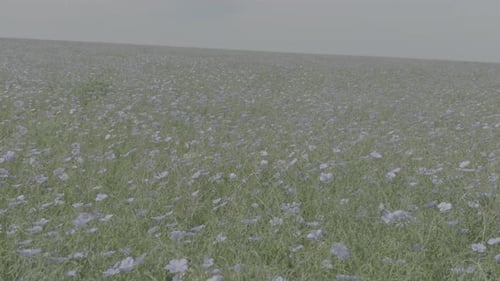 Beau champ de lin Linum Usitatissimum Floraison massive de lin dans de vastes zones arides