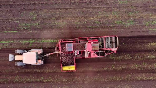 Aerial View of Harvesting Sugar Beets