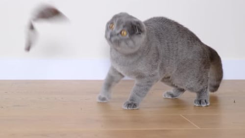Gray Kitten Playing with Toy Mouse