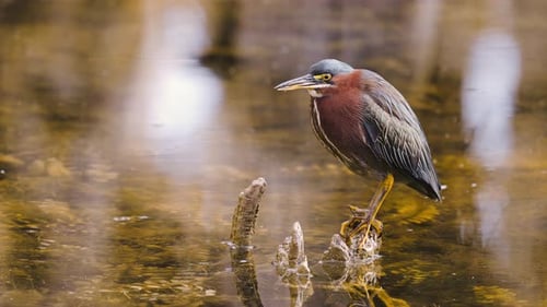 Green Heron on Cypress Knee Showing Tongue