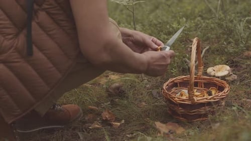 Woman Picking up Mushrooms in Autumn Forest