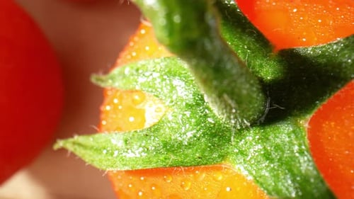 A close-up of a ripe tomato glistening with droplets of water