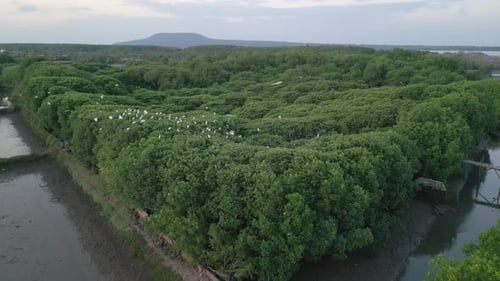Aerial View Mangrove Forest with White Birds