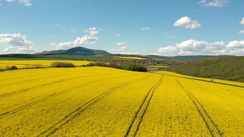 Flying over a rapeseed plantation next to a road with hills and a small town in the background