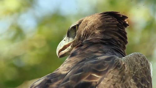 Nahaufnahmeporträt: Winzige Fliegen summen um den Kopf des Kampfadlers, Bokeh