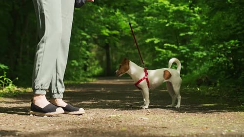 Woman Walking Dog in Park