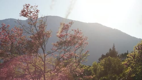 Der rosafarbene Kirschbaum hält dem Wind im Frühling stand, wenn die Sonne scheint.