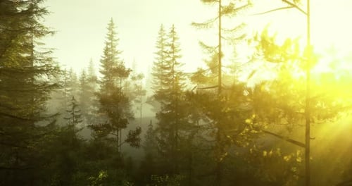 Sunlight Filters Through Trees in a Serene Forest at Sunrise