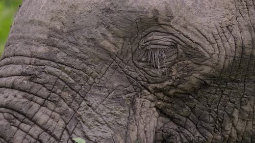 Close Up of Muddy Elephant's Eye