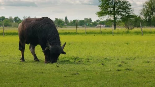 Black Buffalo with Curved Horns Grazing on a Lush Green Pasture in a Rural Fenced Field