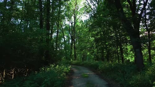 Primeira vista de ponto da câmera em movimento na rota rural pela floresta
