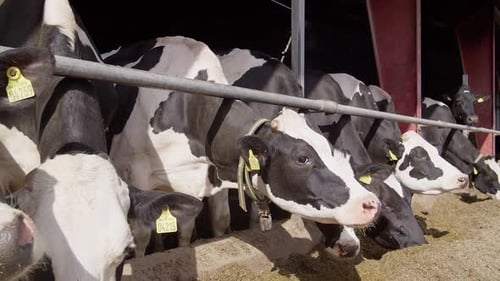 Healthy Holstein Cows Eating Feed Inside a Modern Dairy Farm