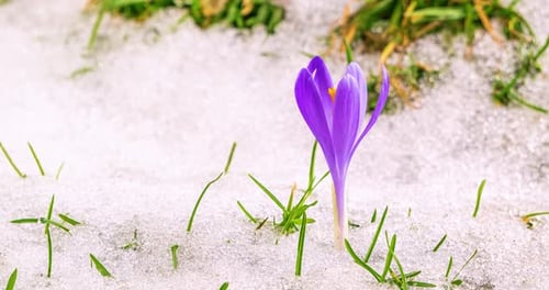 Saffron Crocus Flower Blooming in Spring Time Lapse