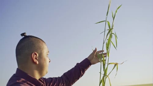 Farmer Inspecting Wheat Crop in Rural Field