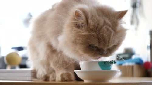 Close up a Persian cat drinking water on the table