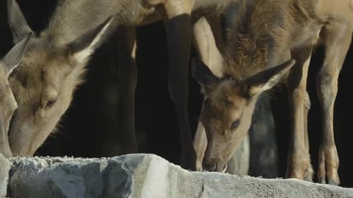Faune canadienne - Des cerfs majestueux marchant le long des berges d'une rivière