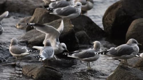 Handheld Panning Shot of Seagulls on Rocks