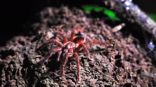 Tarantula on soil on Tambopata Peru