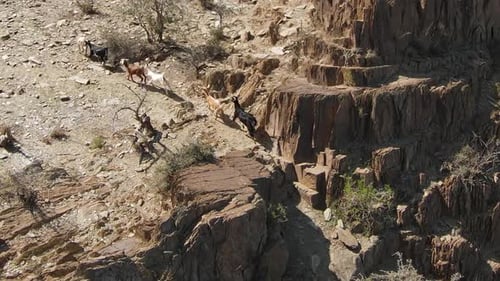 Mountain goats run through barren and dry river beds during the heat of the day. AlUla.
