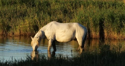 Cavalos brancos de Camargue, Camargue, França