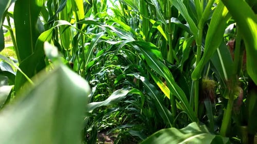 Dense green corn maze cornfield, young green leaves of plant POV slow motion