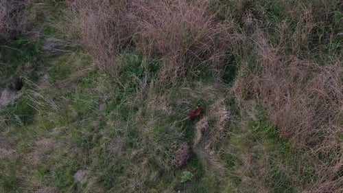 Little pheasant with colorful head is walking around and goes in the bushes, 4k