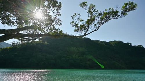 The sunlight from the tops of the trees, shining down on the lake.