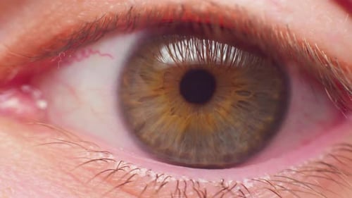 Extreme Close Up of Human Brown Eye