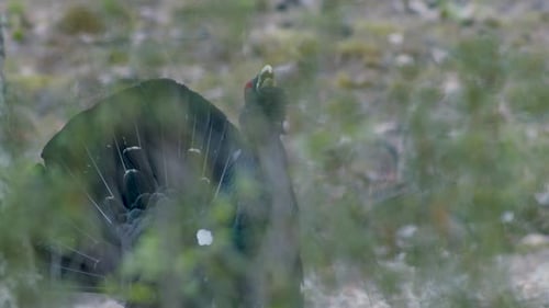 Male western capercaillie roost on lek site in lekking season close up in pine forest morning light