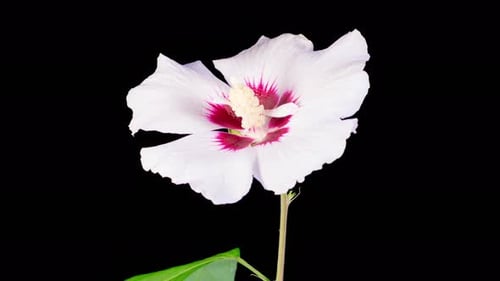 White Hibiscus Flower Blooming on Black Background Time Lapse
