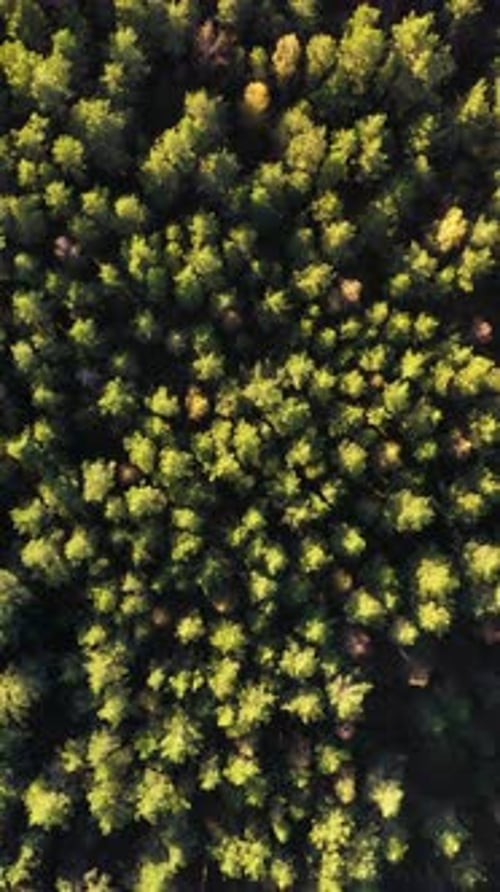 Green Forest Top View Wild Nature Aerial View Vertical