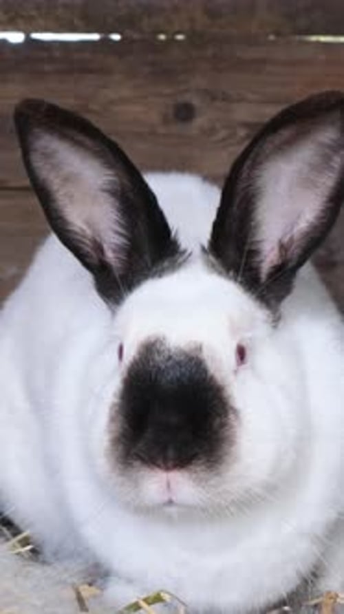 Adorable White Rabbit with Black Markings Close Up