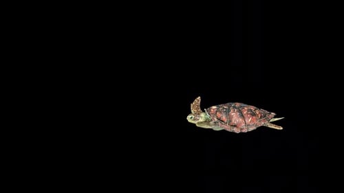 Sea Turtle Swimming