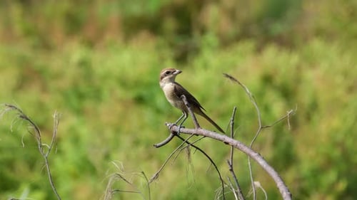 Seen perched on a branch with twigs wagging its tail around while looking for some prey to eat; Brow