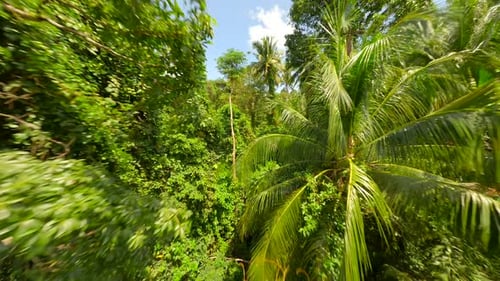 Flight Through the Lush Tropical Rainforest in Thailand