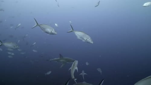 Battle Scarred Great White Shark Carcharodon carcharias 4k badly scarred shark close ups Neptune Isl