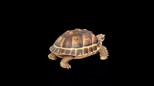 Land Turtle 3d Model Rotate