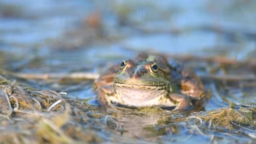 Green Marsh Frog (Pelophylax ridibundus) in natural habitat. Close Up Portrait
