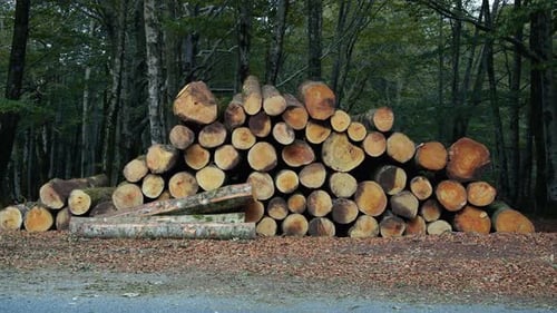 Log Tree Trunks Near the Forest for Deforestation