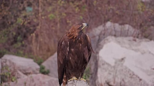 Majestic Golden Eagle Perched Alertly on Rock Outdoors