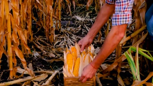 A Man Farmer Harvests Corn in a Field Selective Focus