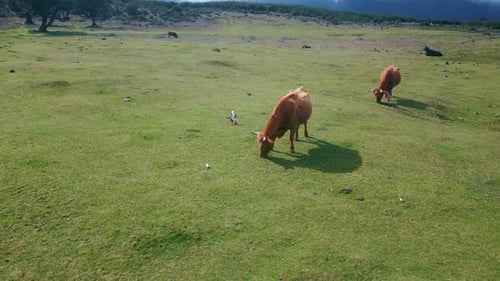 Grazing Cows Green Meadow in Drone View Peaceful Pastoral Scene with Cattle