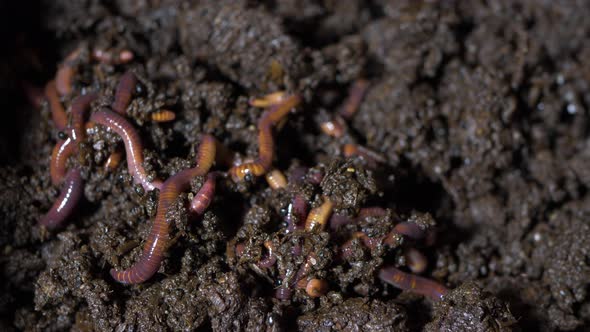 California red earthworm, they are humus makers, Nature Stock Footage ...