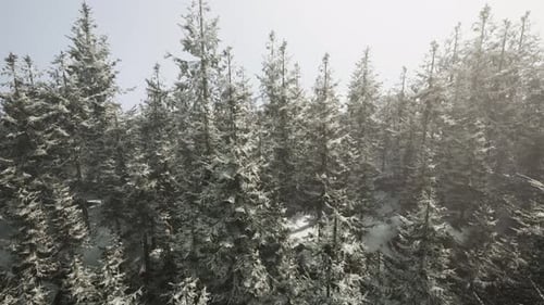 A Winter Wonderland with a Dense Forest Covered in a Thick Blanket of Snow